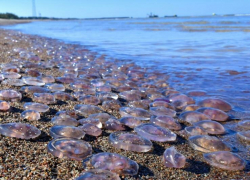 Из-за осолонения  рыба покидает Азовское море