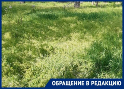 «Мы не могли даже найти мячик», - в Приморском парке Таганрога трава по колено
