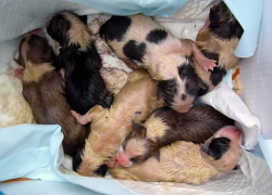 Жестокие люди выбросили в мусор новорожденных щенков в Таганроге