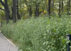 В городе потребовали ускорить покос сорной растительности: подрядчику поставили жесткий срок