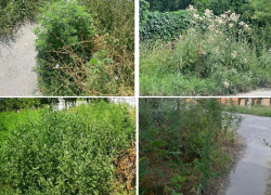 «Трава, трава у дома» в Таганроге 