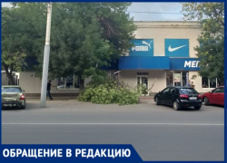 В Таганроге тяжелая ветвь дерева упала на место, где люди ждут маршрутку