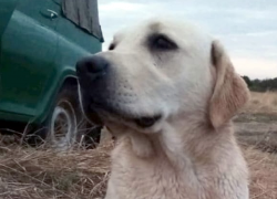 Водитель маршрутки сбил собаку и скрылся с места ДТП в Таганроге 