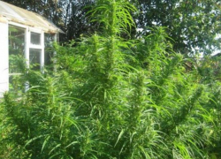 В селе под Таганрогом  мужчина срезал коноплю в своем дворе и попал "под статью"