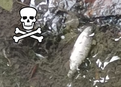 Чиновники замалчивают кризис малой городской реки в Таганроге