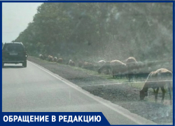 Овцы-камикадзе грозят устроить ДТП на Мариупольском шоссе под Таганрогом