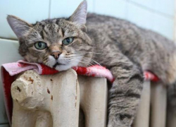 Таганрог вновь оказался не готов к отопительному сезону