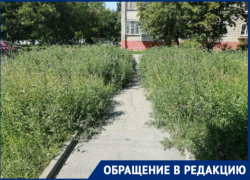 "Восставшие сорняки" - амброзия подбирается к таганрогской школе №35