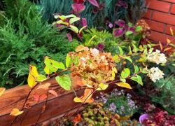 Таганрожцам на заметку: как правильно подготовить сад к зиме 