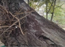 Ученые-экологи Таганрога встревожены: гибнет 300-летний дуб