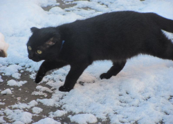 Таганрожцы, встречайте Парамона  Зимоуказателя! Проверьте народные приметы 12 декабря