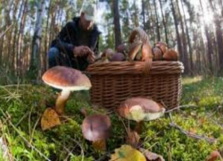 Таганроженка отравилась купленными у рынка грибами