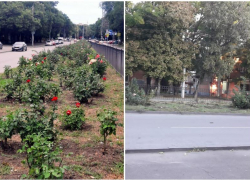  «Благоустройство» или «Худоустройство»? : продолжение истории с выкопанными розами