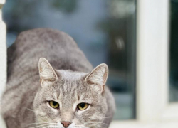 Настасьин день: гладить котиков рекомендовано сегодня таганрожцам