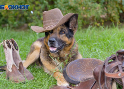 Не обижайте сегодня животных: советы таганрожцам на 15 августа