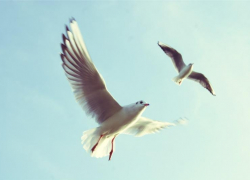 День птичьей косточки: советы для таганрожцев на 29 сентября