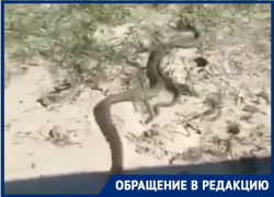 В Таганроге на Пушкинской набережной с новыми провалами появились и змеиные гнезда