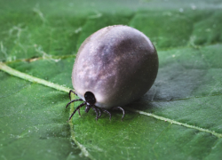 Укусил клещ, что делать? Памятка таганрожцам от Роспотребнадзора