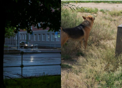 Автовладельцам и собаководам Таганрога на заметку о новых проектах кодекса РФ