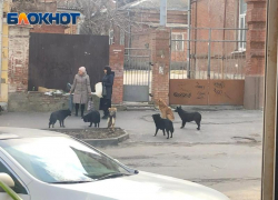 Минимум 22 млн нужно на строительство приюта для бездомных собак в Таганроге