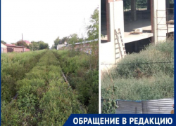 «Куда смотрят санитарные врачи?» - спрашивают таганрожцы, глядя на плантации амброзии