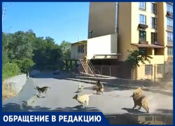 ЖК новый, а проблемы старые – своры собак пугают жителей Таганрога
