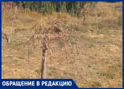 Равнодушие властей погубило деревья на чеховской набережной Таганрога