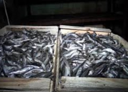 Под Таганрогом накрыли подпольный цех по производству рыбной продукции