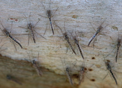 Тучи комаров-звонцов осаждают Таганрог - какие болезни они могут переносить людям?