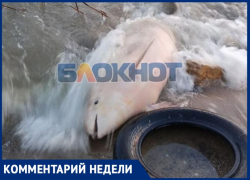 «Ослабленное состояние» и механические повреждения: таганрогские чиновники объяснили гибель дельфина на побережье