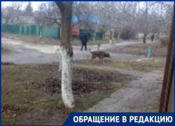 Стая собак во главе с бездомным мужчиной пугает таганрожцев