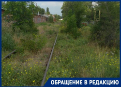 Пробираться через леса амброзии приходится таганрожцам в районе 26 магазина