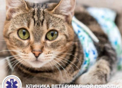 Вакцинация и стерилизация - важные слагаемые долгой и здоровой жизни вашего питомца