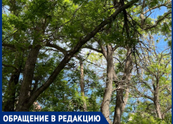 Дерево в центре Таганрога вот-вот упадет на головы студентам и иным прохожим 
