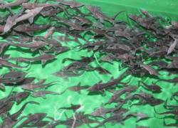 Более 1,3 млн мальков «царской рыбы» выпустят в реку Дон 