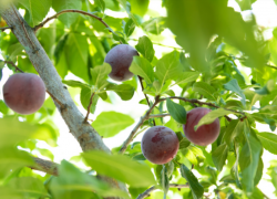 Весенняя посадка плодовых деревьев в таганрогском климате - больше плюсов или минусов?