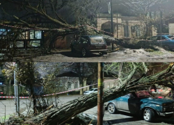 Не прошло и года: в Таганроге убрали гнилое дерево после того, как оно рухнуло на автомобиль