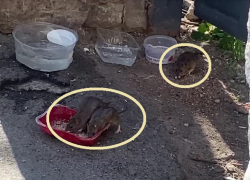 Таганрожцев предупредили об инфекциях, переносимых грызунами