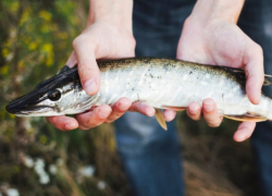 Росрыболовство ищет способ спасти азовского осетра от браконьеров