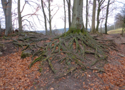 Чужеземная тварь пожирает таганрогские леса - завезли из Китая, расплачиваться будем сто лет