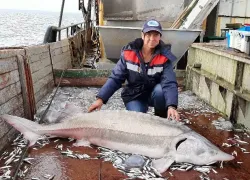 В Азовском море выросло число осетров: будет ли в Таганроге икорный бум?