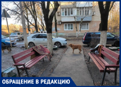 Агрессивные прикормленные собаки терроризируют таганрожцев по улице Менделеева