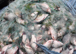 Около трех тысяч рыбин выловили браконьеры Таганрога