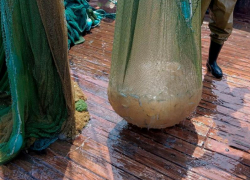 Рыбаки Азовского моря и Таганрогского залива столкнулись с массовым нашествием медуз в 2025 году