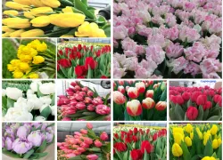 Весна в коробке: тюльпаны оптом от 80 рублей за штуку