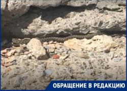 На Приморском пляже Таганрога змея ползала прямо по загорающей девушке