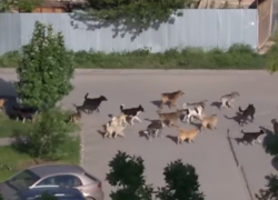 «Ужас на четырех лапах», - в центре Таганрога бегают десятками «собачьи свадьбы»