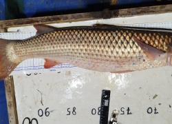 В Таганрогском заливе меняются лидеры в промысловой добыче