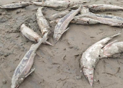 Краснокнижной рыбой усеян Центральный пляж Таганрога