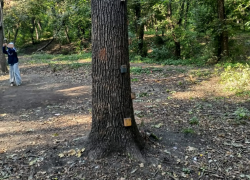 Эковолонтёры отбили дубы у варвара: аттракцион с гвоздями разобран, у его организатора новый план